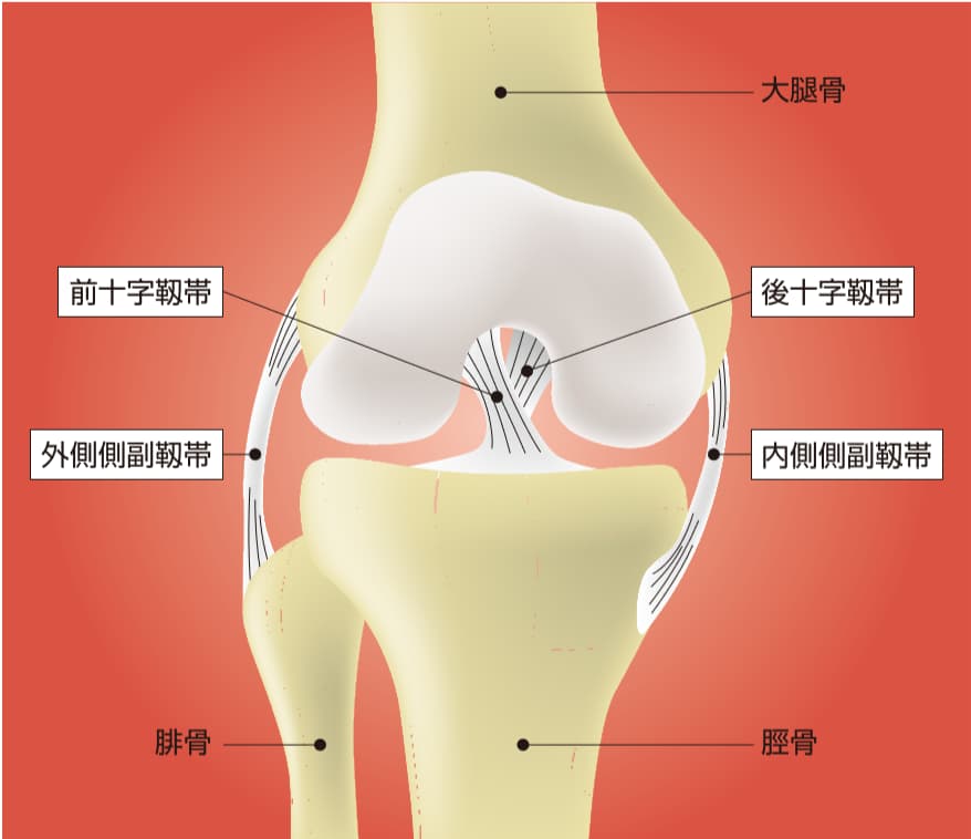膝前十字靭帯損傷 症状 診断 治療について 足立慶友整形外科