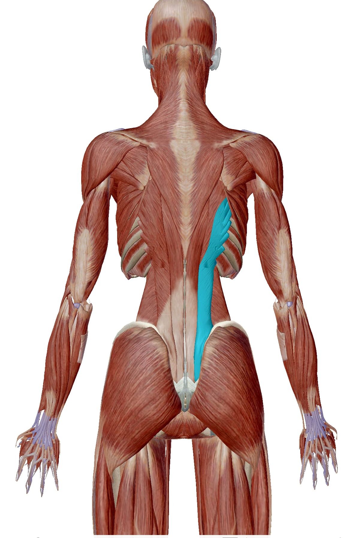 腰痛について 腰部の筋肉 筋膜由来の腰痛 足立慶友整形外科