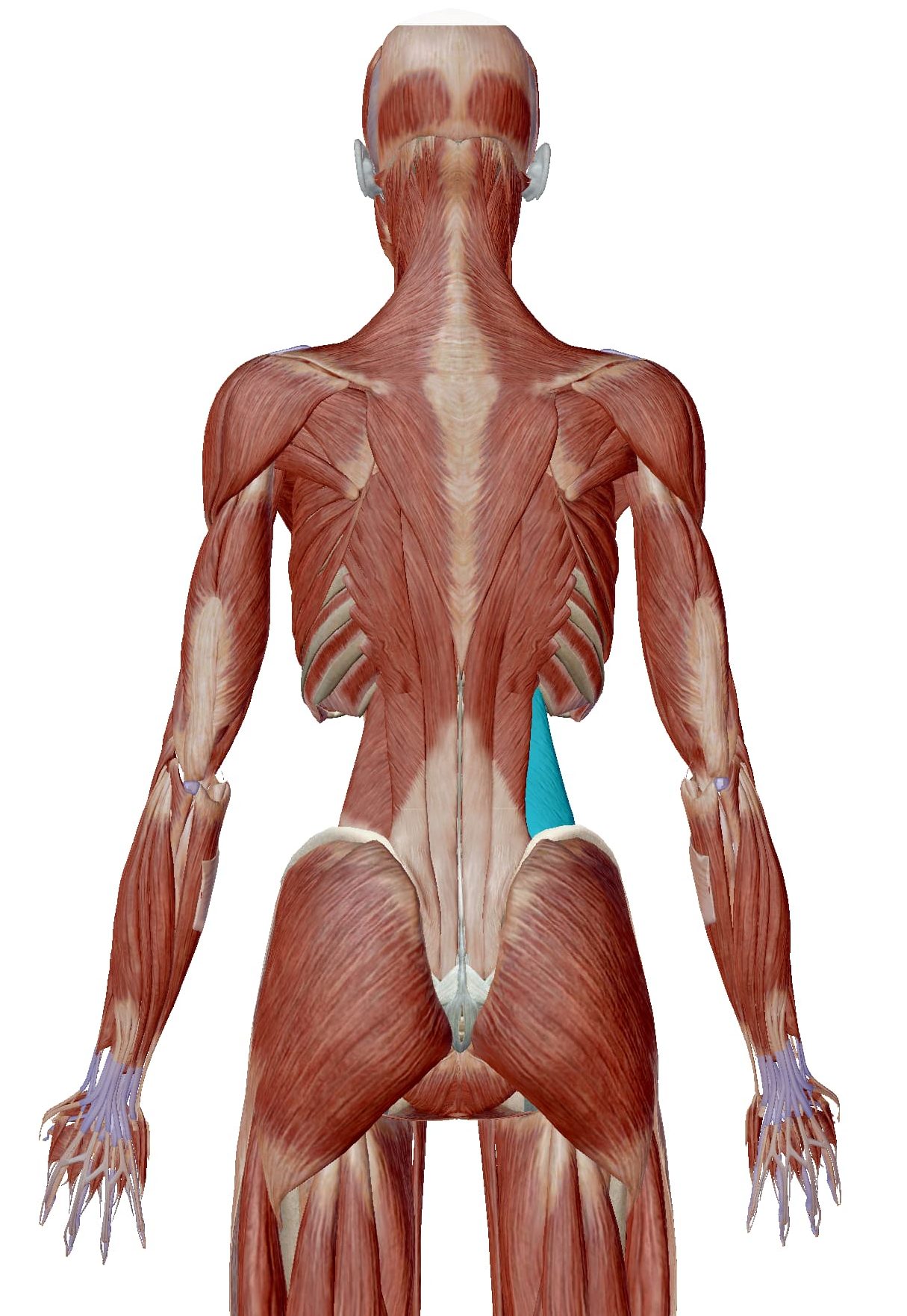 腰痛について 腰部の筋肉 筋膜由来の腰痛 足立慶友整形外科