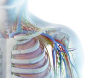 胸郭出口症候群：腕の痺れと姿勢について