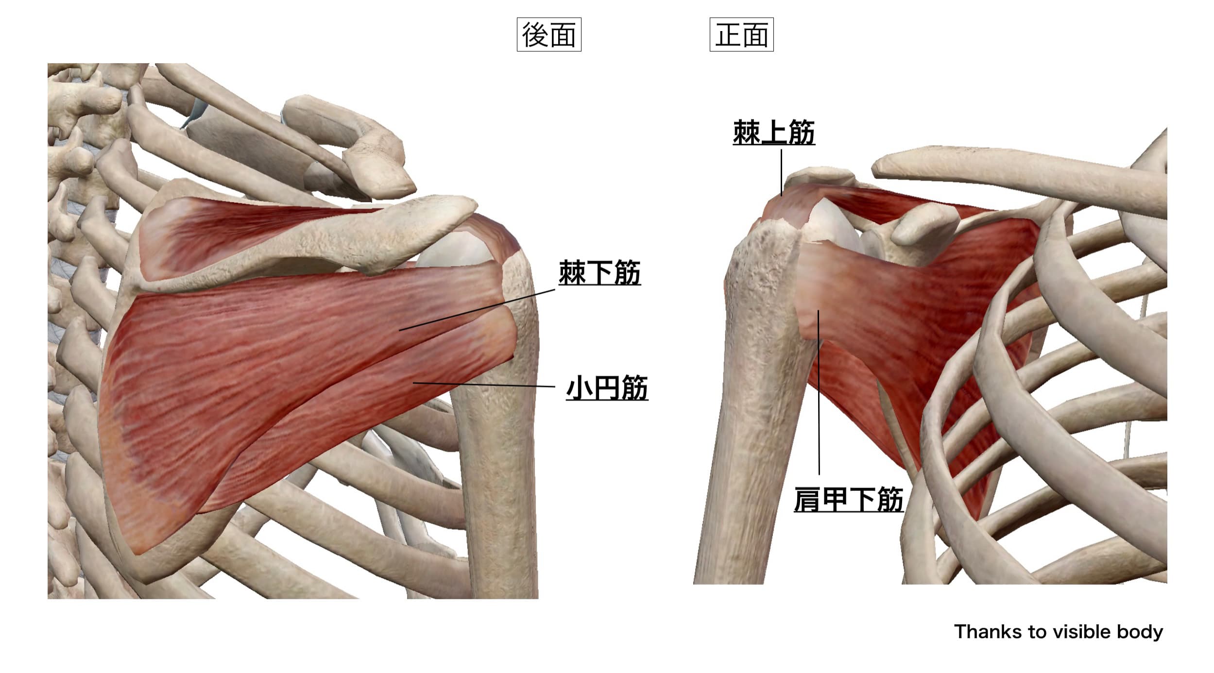 肩の痛みの予防