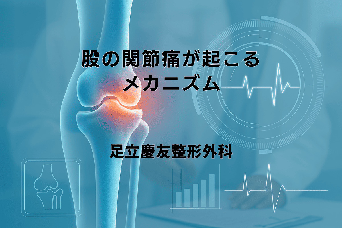 股の関節痛が起こるメカニズムと治療アプローチ - 足立慶友整形外科