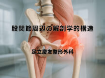 股関節周辺の解剖学的構造｜痛みとの関連性