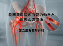 股関節周辺の血管の働きと疾患との関係