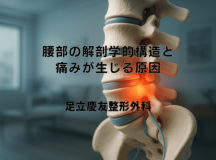 腰部の解剖学的構造と痛みが生じる原因｜病態の理解