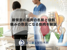 股関節の筋肉の名前と役割｜痛みの原因になる筋肉を解説