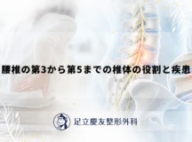 腰椎の第3から第5までの椎体の役割と疾患